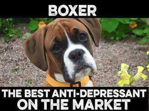 photo of a sad Boxer Dog with caption - Boxer, the best anti-depressant on the market