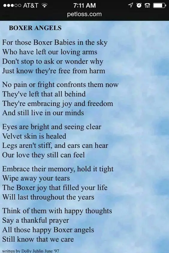 A poem about Boxer Dog- Boxer Angels, for those boxer babies in the sky... who have left our loving arms.. Don't stop to ask or wonder why... just know they're free from harm....