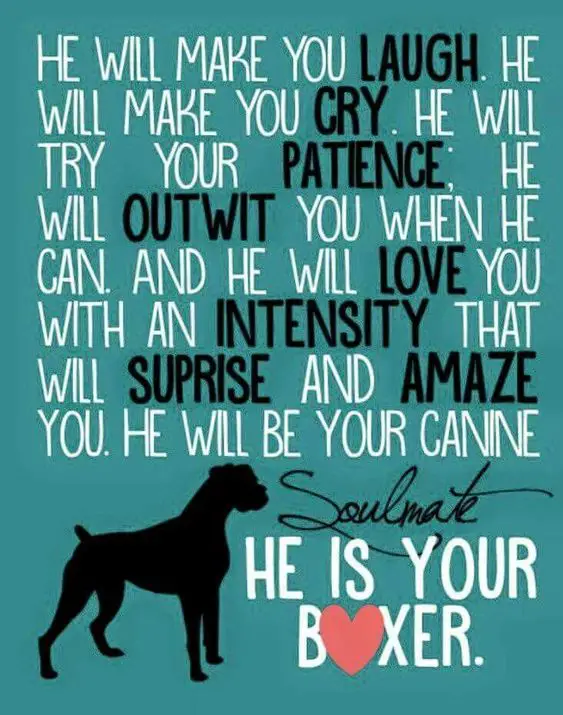 A quote - He will make you laugh. He will make you cry. He will try you patience. He will outwit you when he can. And he will love with an intensity that will surprise you and amaze you. He will be your canine soulmate. He is you Boxer.