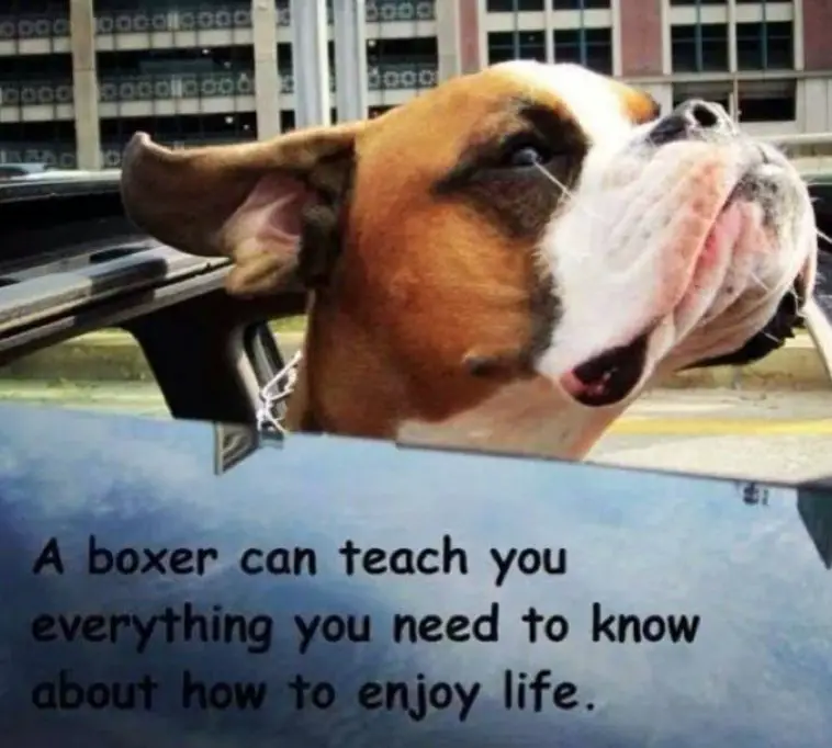 A Boxer Dog with its head out in the car window photo with text - A boxer can teach you everything you need to know about how to enjoy life.