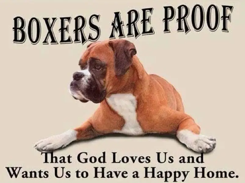 A Boxer Dog lying on the floor photo with saying - Boxer are proof that God loves us and wants us to have a happy home.