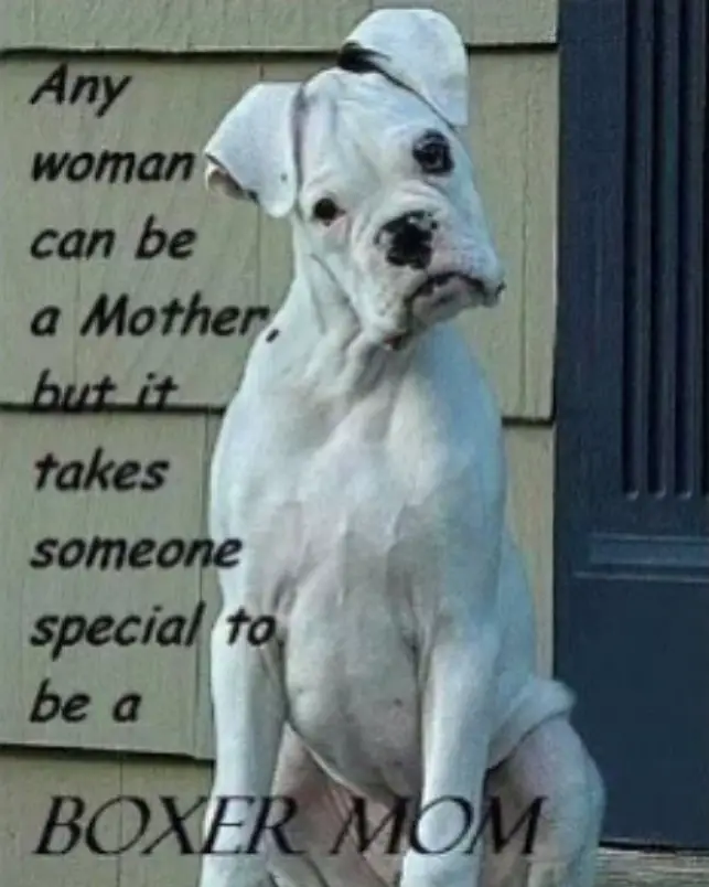 A Boxer Dog sitting in the front porch while tilting its head photo with caption - Any woman can be a mother but it takes someone special to be a Boxer Mom.