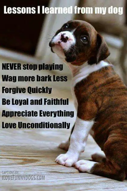 A Boxer puppy sitting on the floor photo with text - Never stop playing. Wag more, bark less. Forgive quickly. Be loyal and faithful. Appreciate everything. Love unconditionally