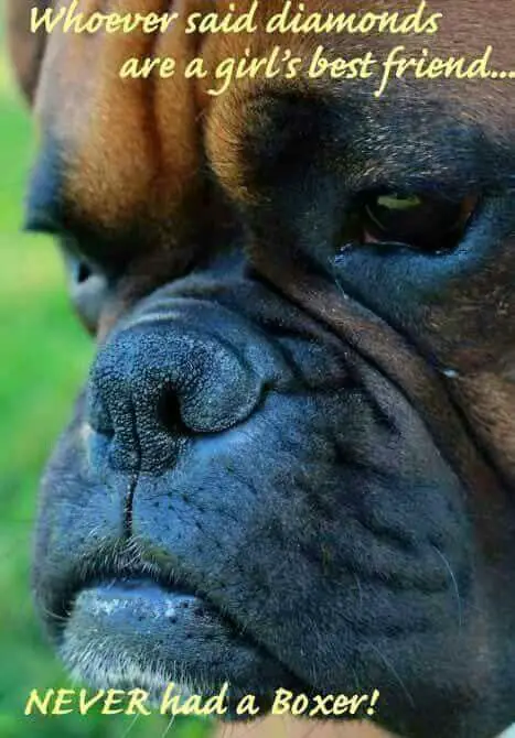 photo of a sad Boxer Dog with text - Whoever said diamonds are a girl's best friend... never had a boxer!