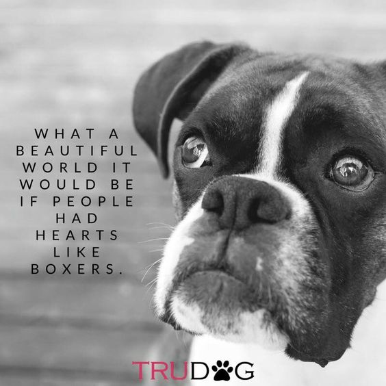 photo of Boxer Dog with its begging face and a quote - What a beauitful world it would be if people had hearts like boxers.