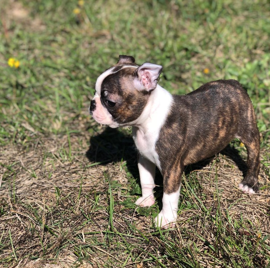 A Brindle Boston Terrier puppy standing on the grass