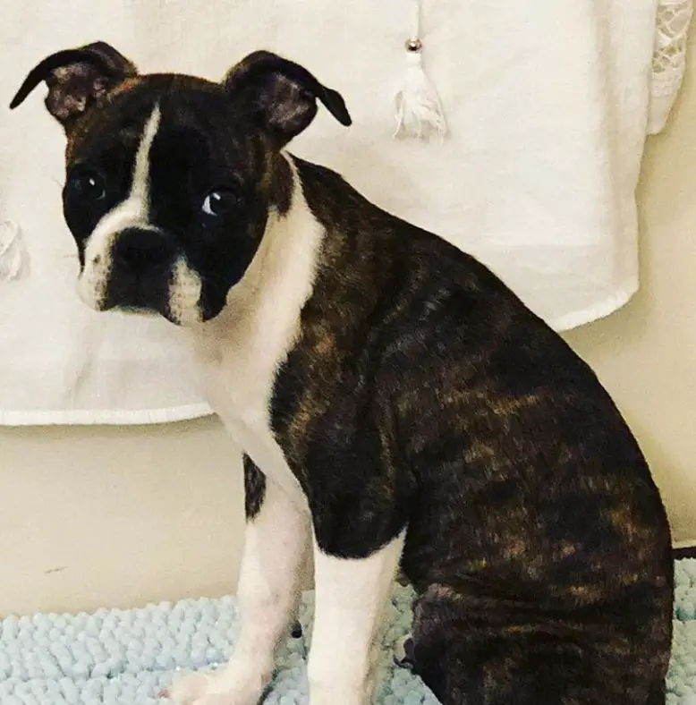 A Brindle Boston Terrier sadly sitting on the carpet