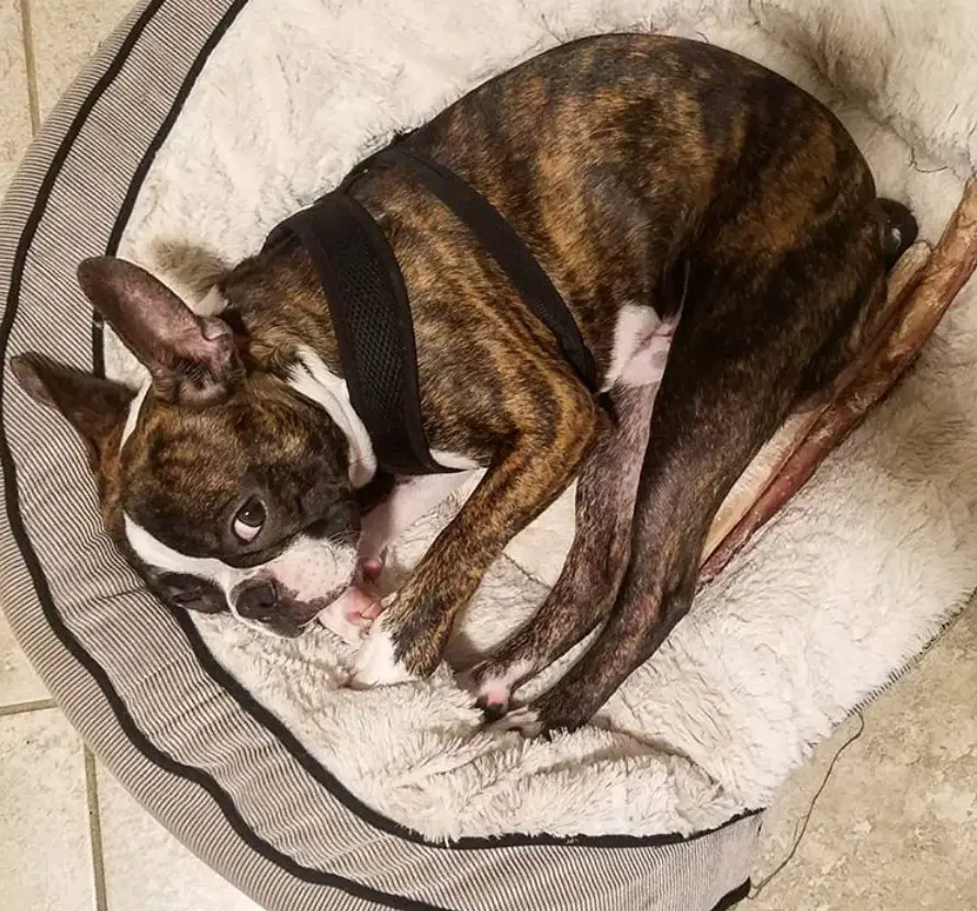 A Brindle Boston Terrier curled up lying on the bed