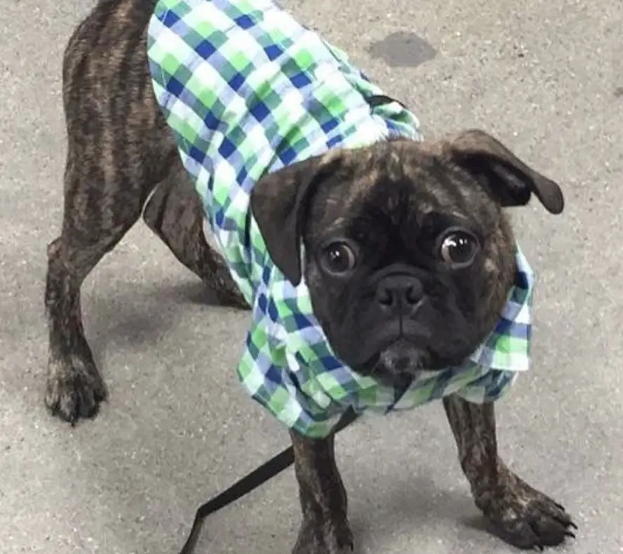 A Brindle Boston Terrier wearing a checkered shirt while standing on the floor