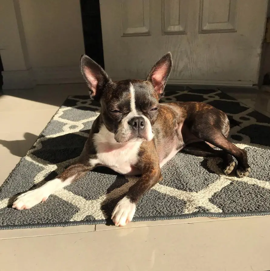 A Brindle Boston Terrier lying on top of the carpet under the sun