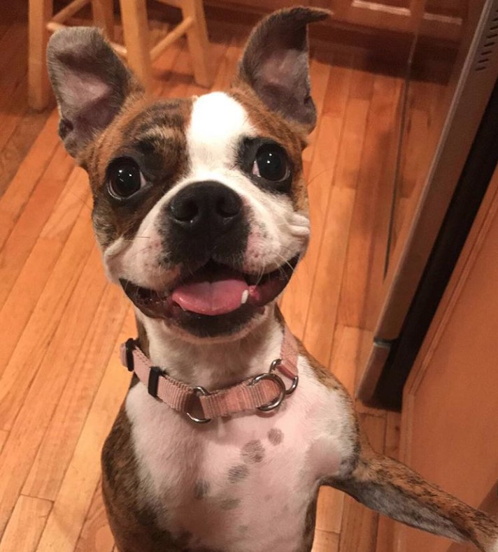 A Brindle Boston Terrier standing up while smiling