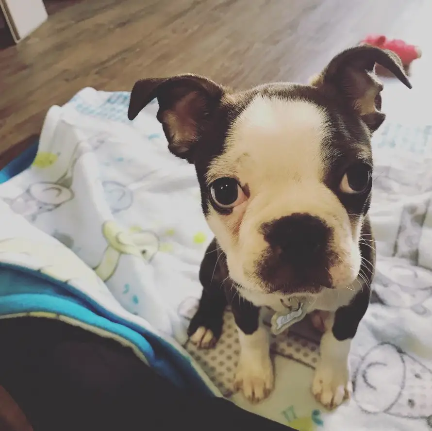 A Brindle Boston Terrier puppy sitting on the couch with its sad face