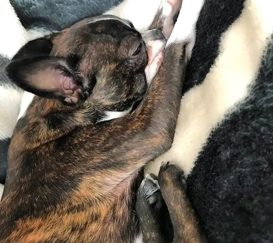 A sleepy Brindle Boston Terrier lying on the bed