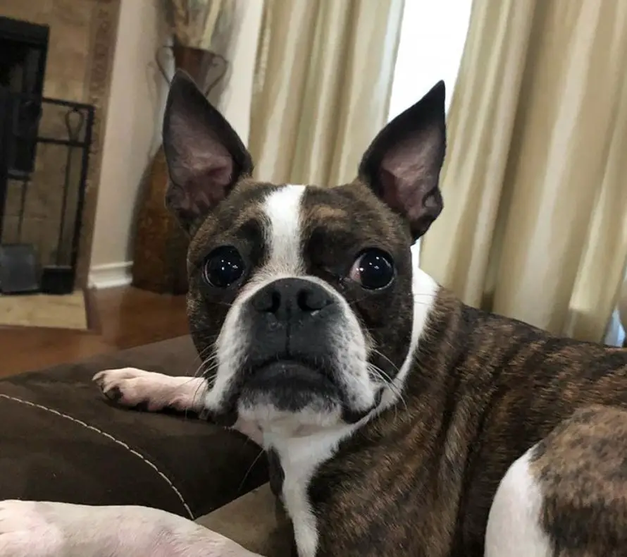 A Brindle Boston Terrier lying on its bed while staring with its sad eyes
