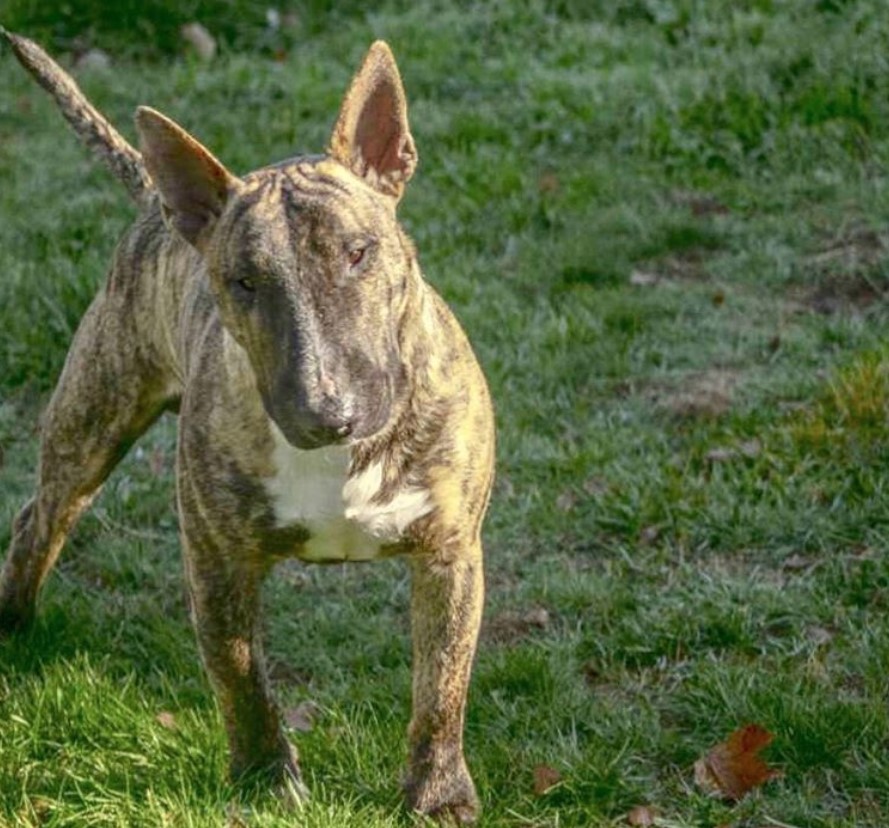 Brindle Bull Terrier walking in the green grass