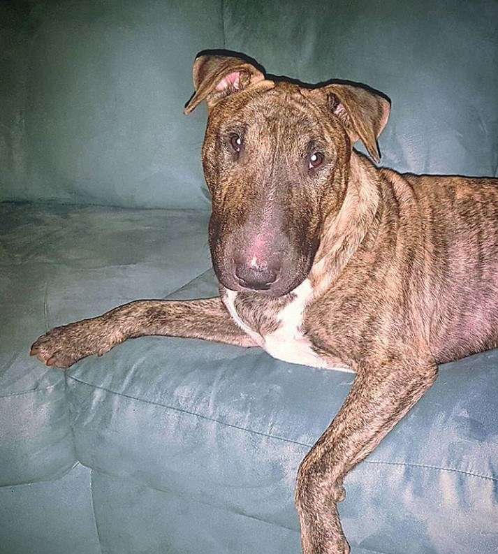 Brindle Bull Terrier lying on the couch