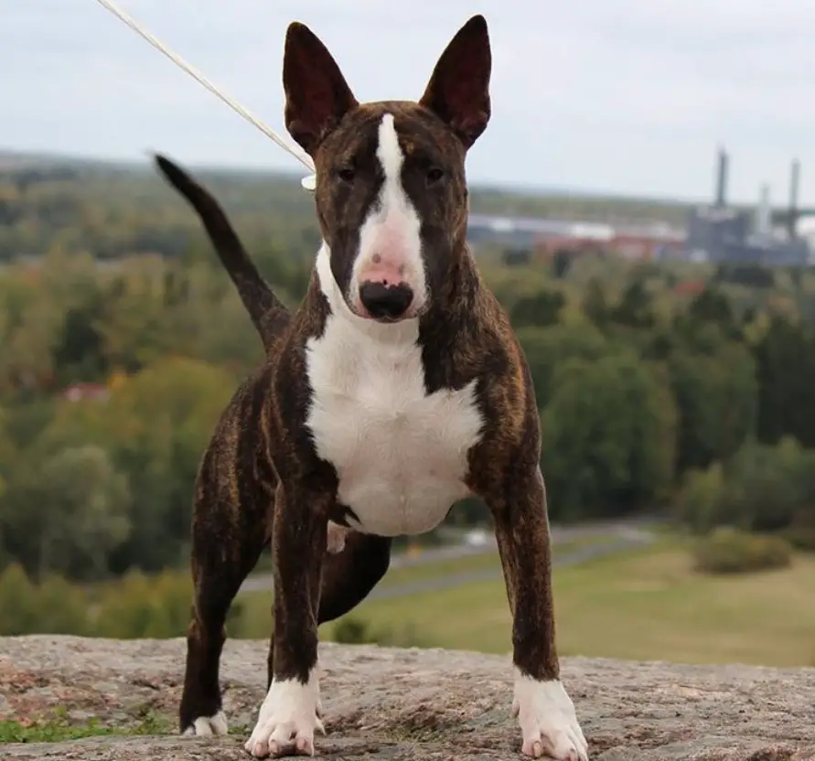 Brindle Bull Terrier standing on top of the mountain with the view of the trees behind him