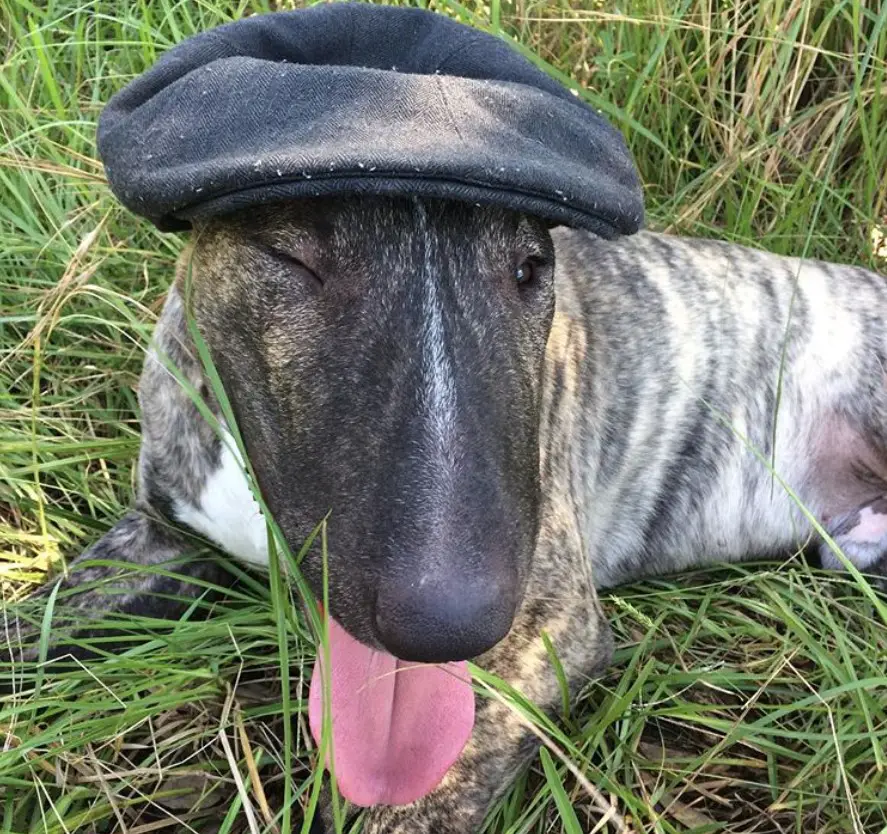 Brindle Bull Terrier wearing a hat while lying down on the green grass and winking with its tongue out