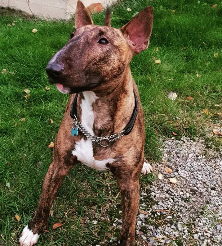 Brindle Bull Terrier standing on the grass while looking sideways