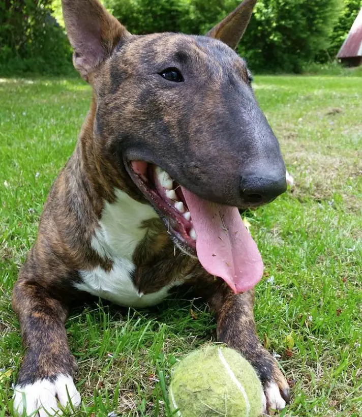 Brindle Bull Terrier lying down on the green grass with a tennis ball in front of him