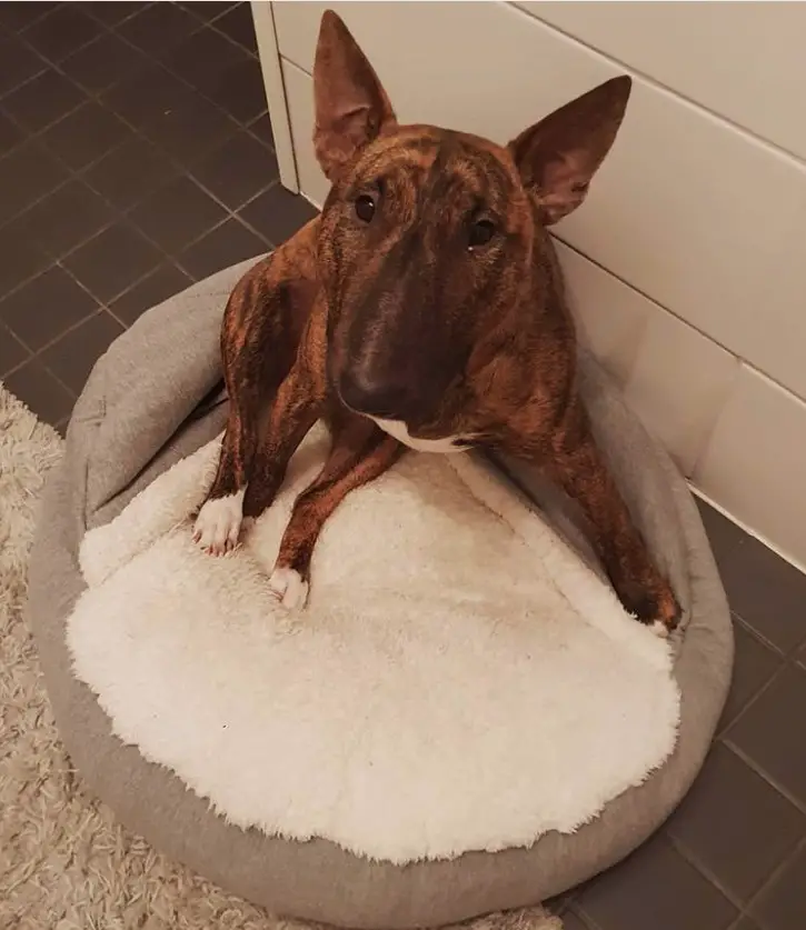 Brindle Bull Terrier sitting in its bed