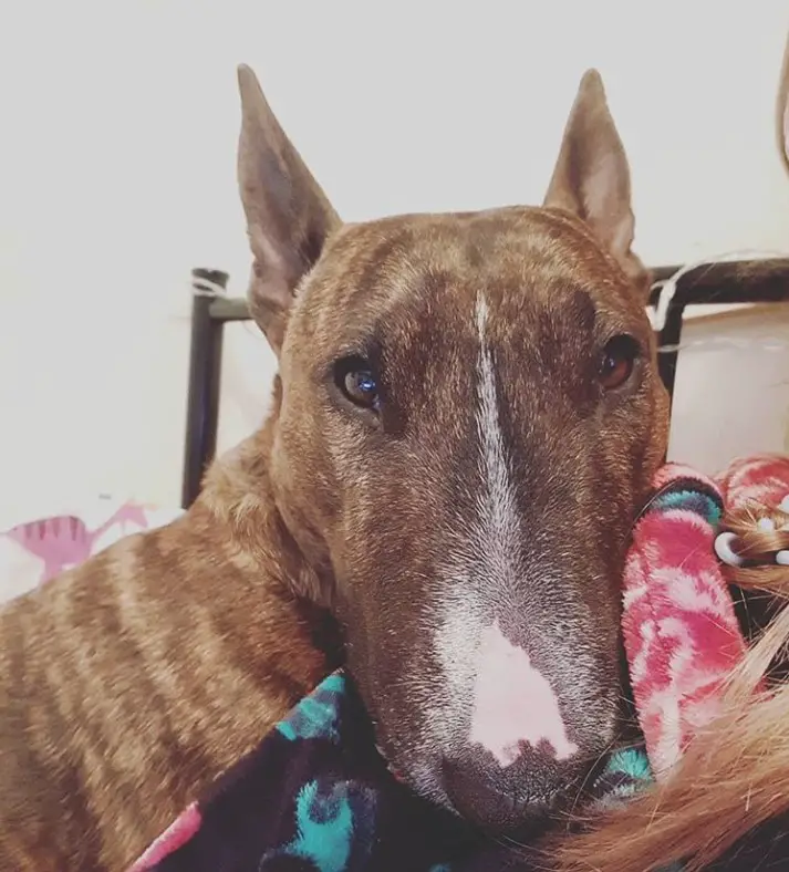 Brindle Bull Terrier lying on the bed with its adorable face