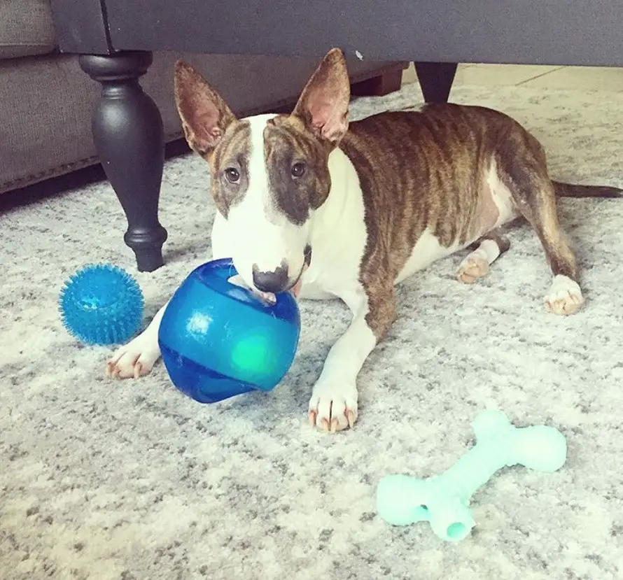 Brindle Bull Terrier lying down on the floor under the table while playing with its toys