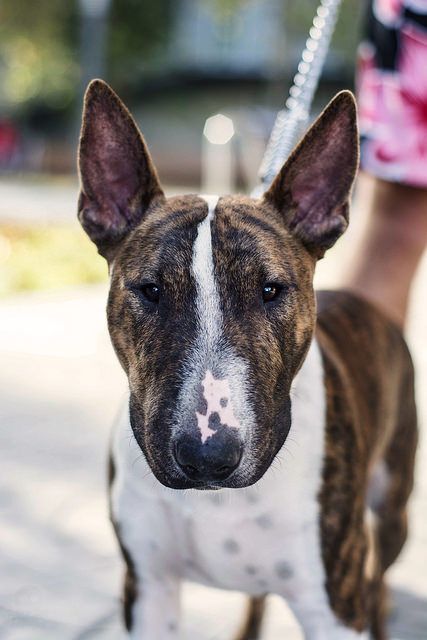 Brindle Bull Terrier standing on the concrete with its owner standing behind him and holding his leash
