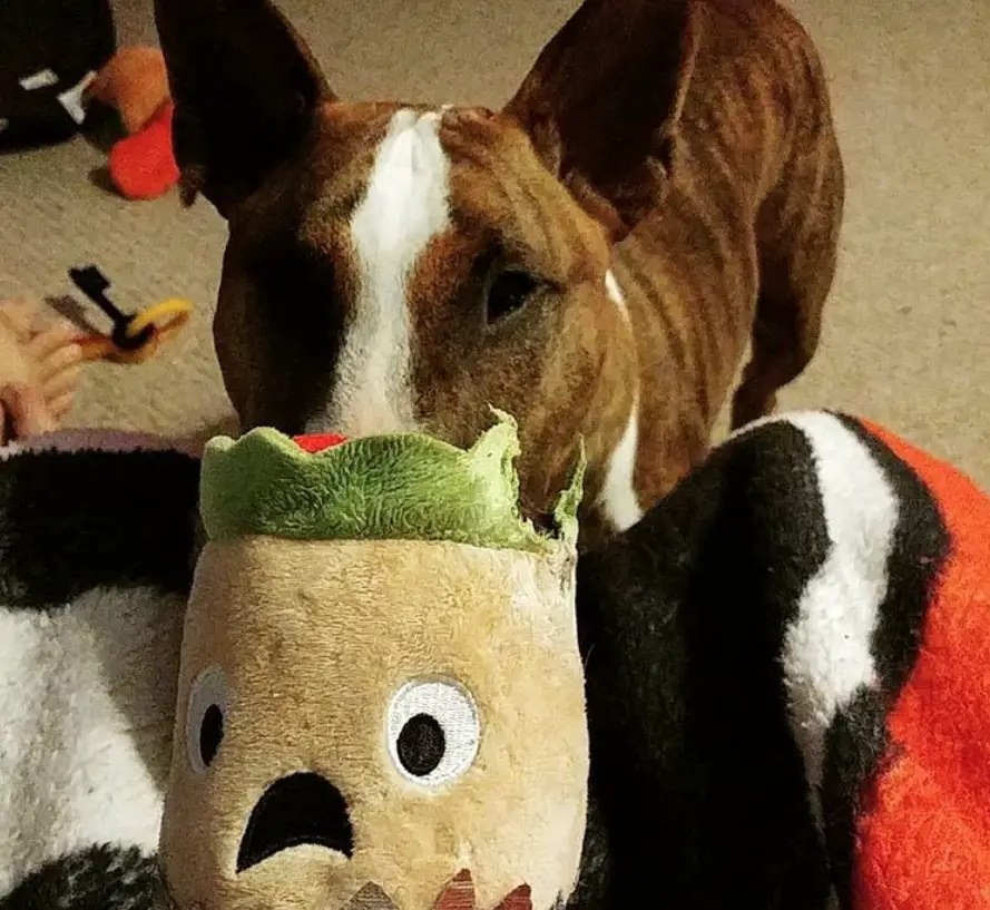 Brindle Bull Terrier standing behind the ripped stuffed toy