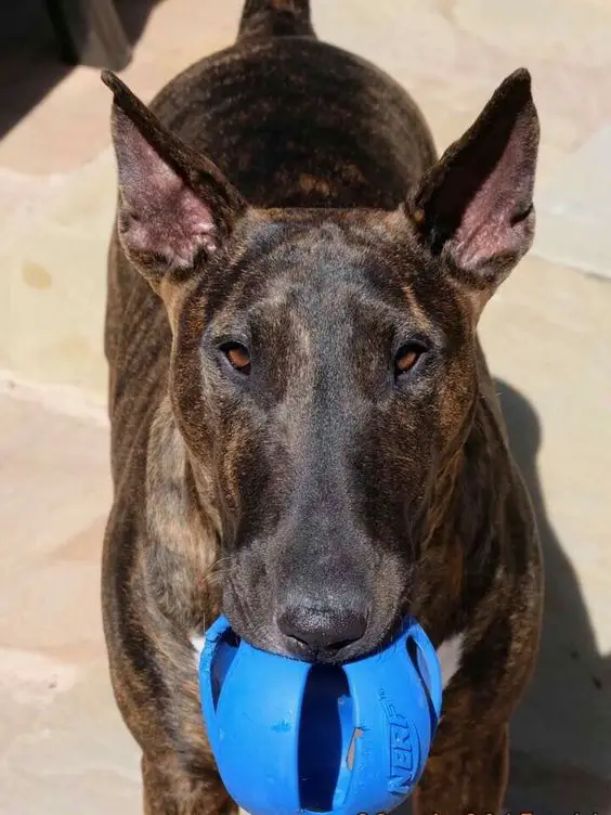 Brindle Bull Terrier standing on the floor with a ball in its mouth and under the sun