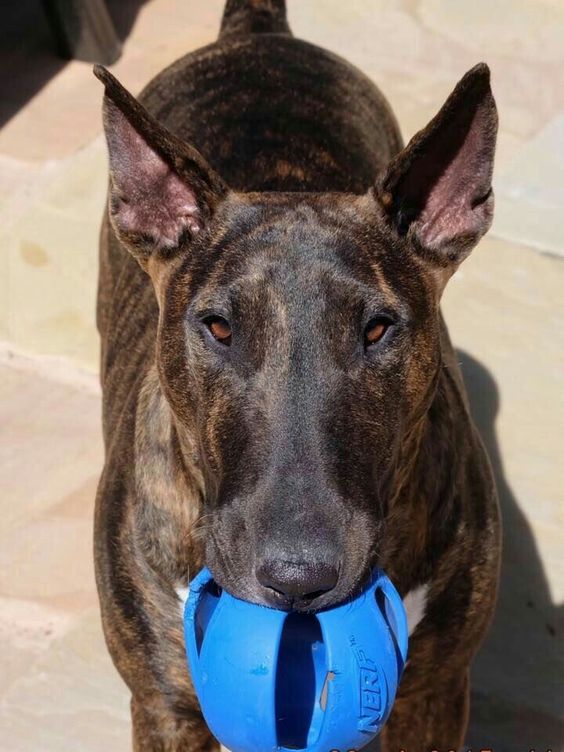 Brindle Bull Terrier standing on the floor with a ball in its mouth and under the sun