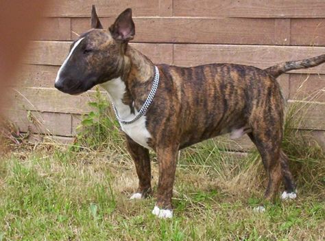 Brindle Bull Terrier standing on the grass with a wooden wall behind him