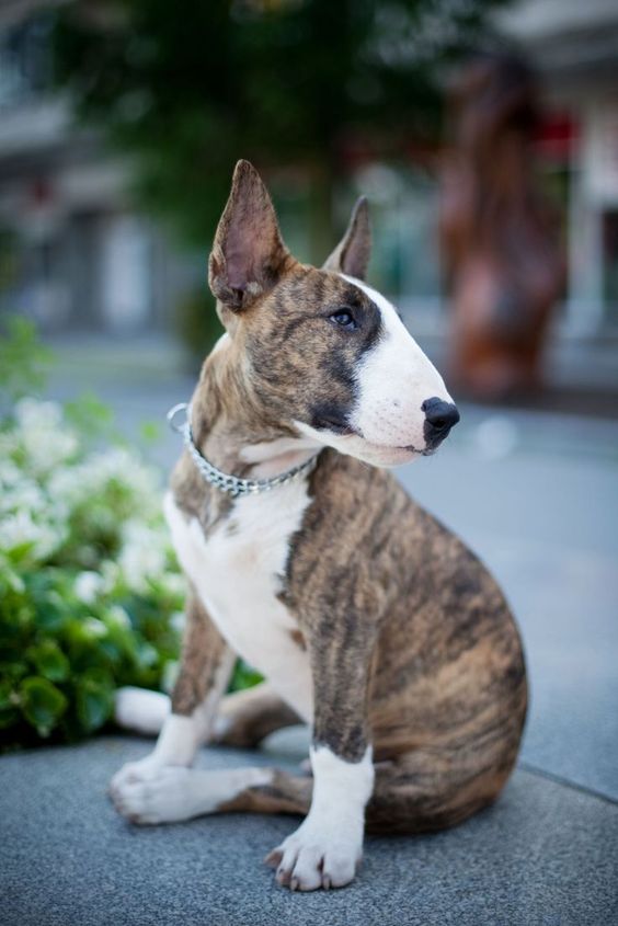 Brindle Bull Terrier sitting on the concrete while looking sideway