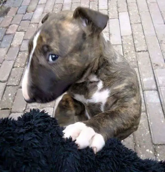 Brindle Bull Terrier standing up in the pavement while leaning against the black furry blanket