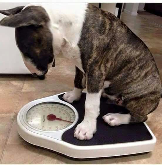 Brindle Bull Terrier sitting on top of a weighing scale while looking down