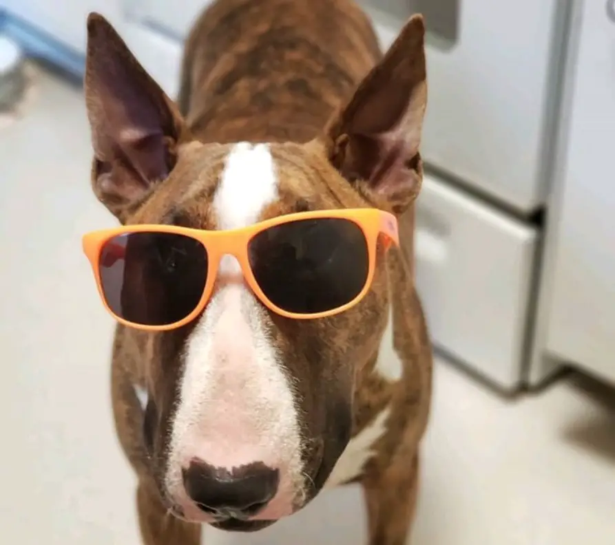 Brindle Bull Terrier standing on the floor while wearing sunglasses