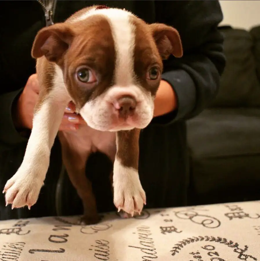 A person holding a Brown Boston Terrier puppy