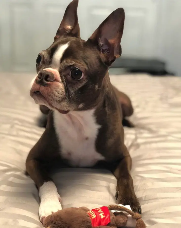 A Brown Boston Terrier lying on the bed while staring sideways with its confused face