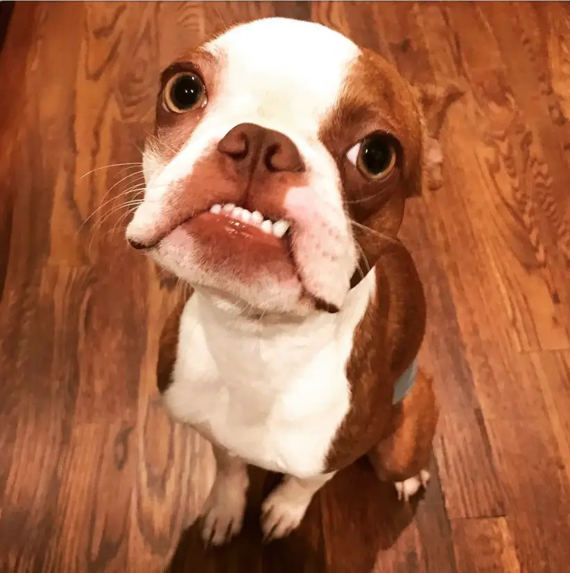 A Brown Boston Terrier sitting on the floor and showing its lower teeth