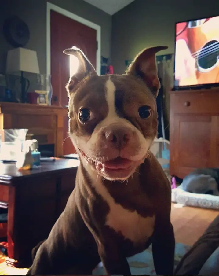 A Brown Boston Terrier smiling while leaning towards the bed