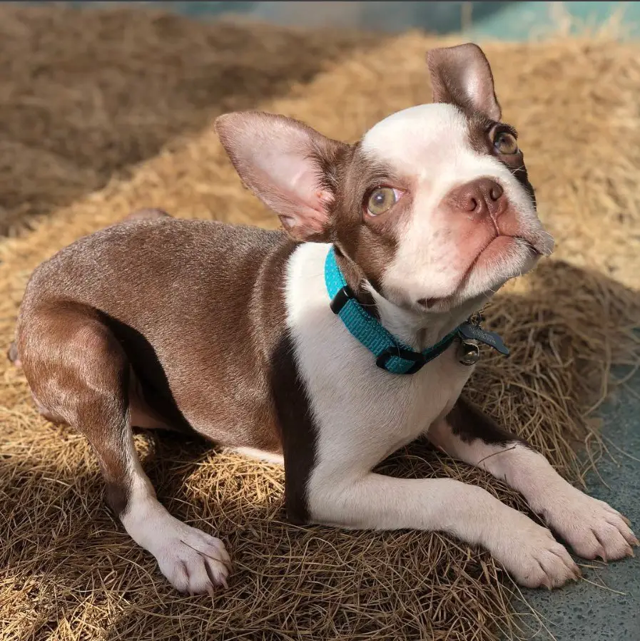 A Brown Boston Terrier puppy lying on top of the hay on the floor