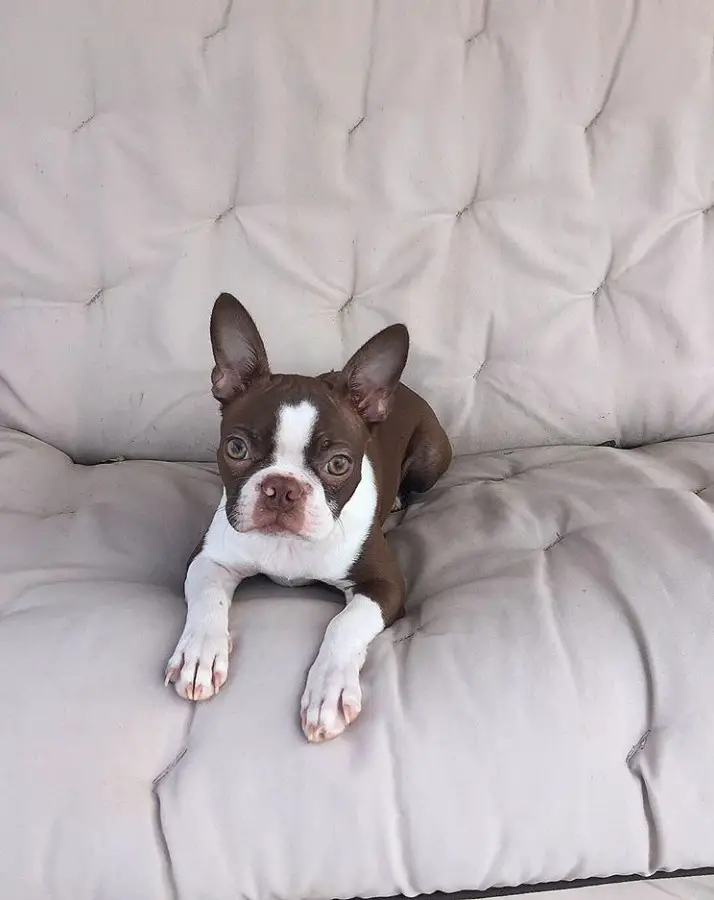 A Brown Boston Terrier puppy lying on top of the couch