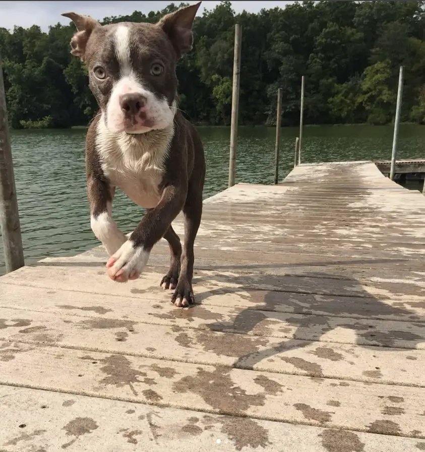 A Brown Boston Terrier running in wooden pathway by the lake