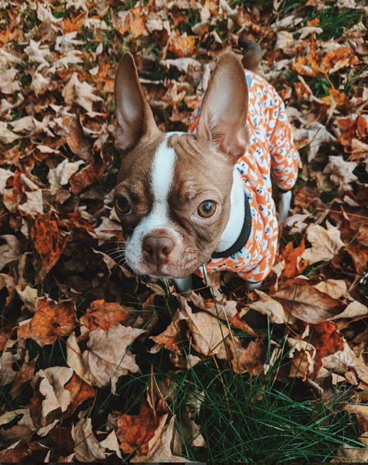 A Brown Boston Terrier wearing a cute orange one piece sweater while standing on top of the dried leaves