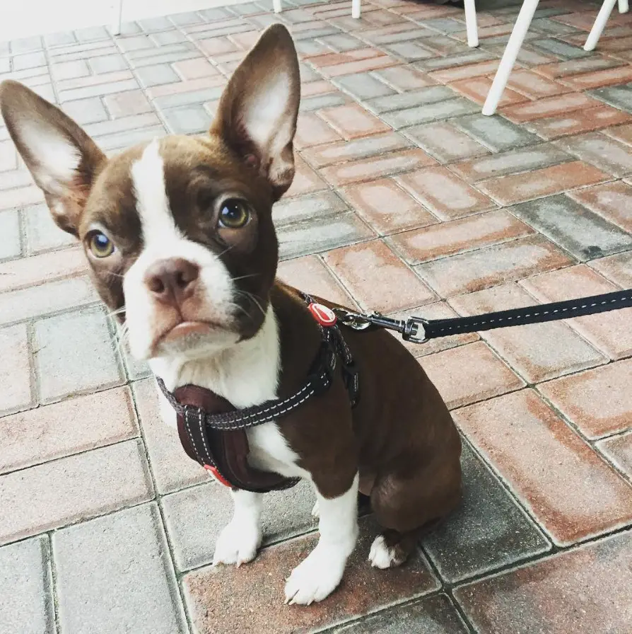 A Brown Boston Terrier sitting on the floor while staring