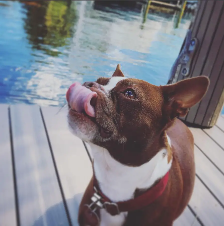 a Brown Boston Terrier standing on top of the wooden floor by the lake while while licking its mouth