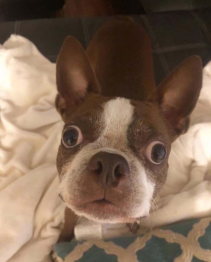 A Brown Boston Terrier standing on top of the couch white staring with its wide eyes