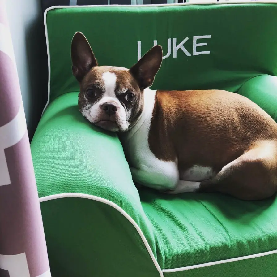 25 of the Cutest Pictures of Brown Boston Terrier Dogs ...