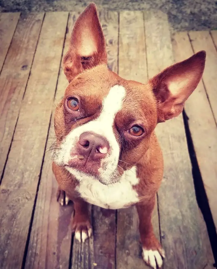 A Brown Boston Terrier sitting on the wooden stairway while tilting its head