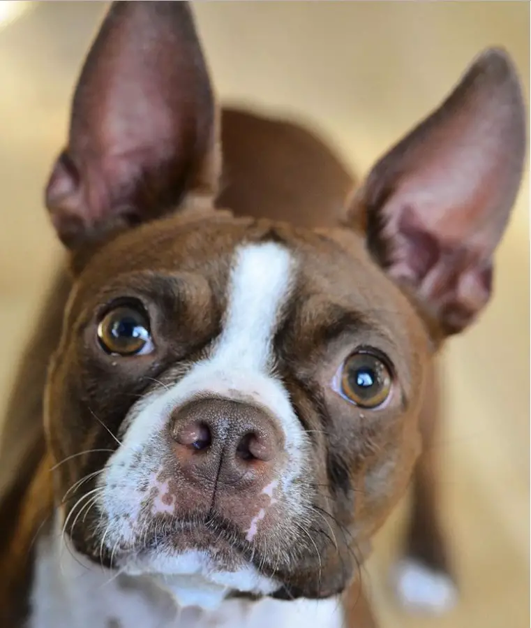 A Brown Boston Terrier standing on the floor while staring with its begging eyes